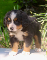 Lexi Female AKC Bernese Mountain Dog $2000