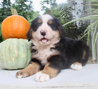 Theo Male AKC Bernese Mountain Dog $1800