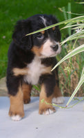 Lucy Female AKC Bernese Mountain Dog $1800