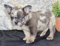 Lance Male AKC French Bulldog $1500