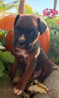 Zeus Male AKC Boxer $1950