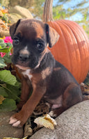 Zeus Male AKC Boxer $1950