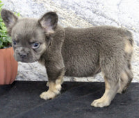 Crystal Female AKC French Bulldog $1400