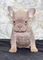 Amber Female AKC French Bulldog $1350