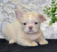 Carla Female AKC French Bulldog $1500