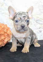 Kelly Female AKC French Bulldog $1450