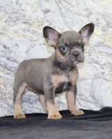 Holly Female AKC French Bulldog $1400