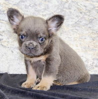 Crystal Female AKC French Bulldog $1400