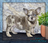 Lance Male AKC French Bulldog $1500