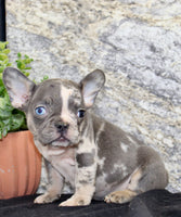 Maggie Female AKC French Bulldog $1500