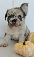 Dallas Male AKC Fluffy French Bulldog $2450