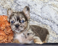 Janet Female AKC Fluffy French Bulldog $1550