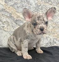Birdie Female AKC French Bulldog $1500
