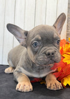 Heidi Female AKC French Bulldog $1450