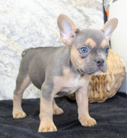 Jewel Female AKC French Bulldog $1500