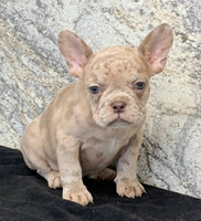 Ava Female AKC French Bulldog $1350
