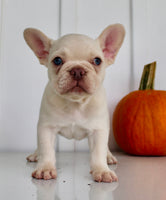 Hendricks AKC Male French Bulldog $1450