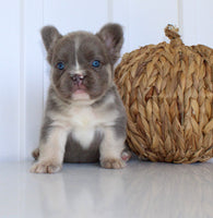 Darla Female AKC Fluffy French Bulldog $2450