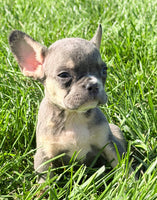 Cheri Female AKC French Bulldog $1150