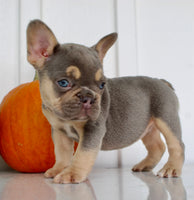 Hazel AKC Female French Bulldog $1850
