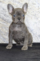 Fern Female AKC French Bulldog $1400