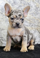 Kelly Female AKC French Bulldog $1450