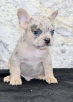 Huck Male AKC French Bulldog $1400