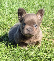 Davy Male Fluffy AKC French Bulldog $1550