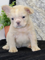 Carla Female AKC French Bulldog $1500