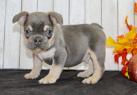 Benny Male AKC French Bulldog $1500