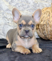 Jewel Female AKC French Bulldog $1500