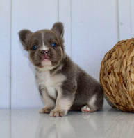 Darla Female AKC Fluffy French Bulldog $2450