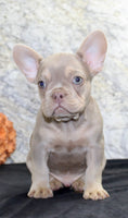 Dylan Male AKC French Bulldog $1399