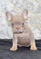 Amber Female AKC French Bulldog $1350