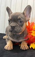 Heidi Female AKC French Bulldog $1450