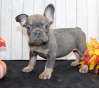 Gina Female AKC French Bulldog $1500