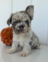 Dallas Male AKC Fluffy French Bulldog $2450