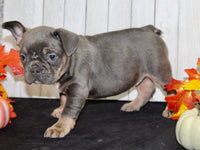 Fern Female AKC French Bulldog $1550