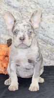 Shelia Female AKC French Bulldog $1400