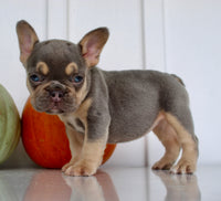 Hazel AKC Female French Bulldog $1850