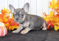 Bobbie Male AKC French Bulldog $1500