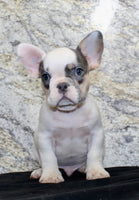 Barlow Male AKC French Bulldog $1350