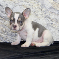 Brent Male AKC French Bulldog $1350