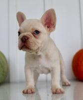 Hendricks AKC Male French Bulldog $1450