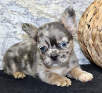 Janet Female AKC Fluffy French Bulldog $1550