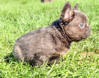 Davy Male Fluffy AKC French Bulldog $1550