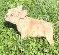 Ava Female AKC French Bulldog $1350