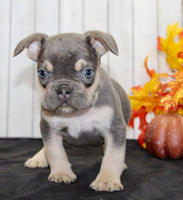 Benny Male AKC French Bulldog $1500