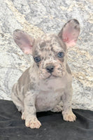 Birdie Female AKC French Bulldog $1500