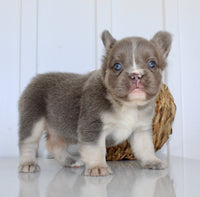 Darla Female AKC Fluffy French Bulldog $2450